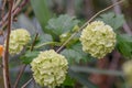 Snowball bush Viburnum opulus Roseum a flowering bush